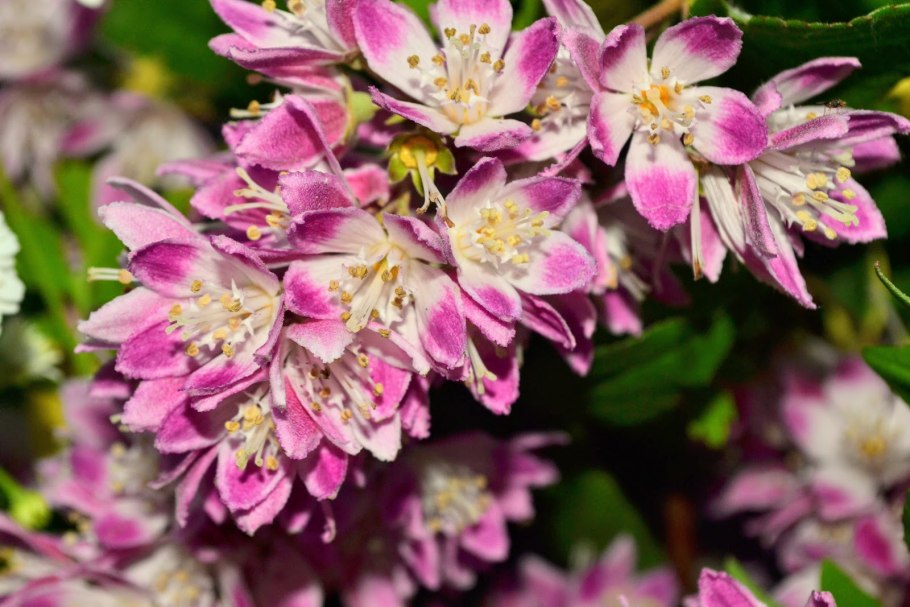 Дейция Строуберри Филдс