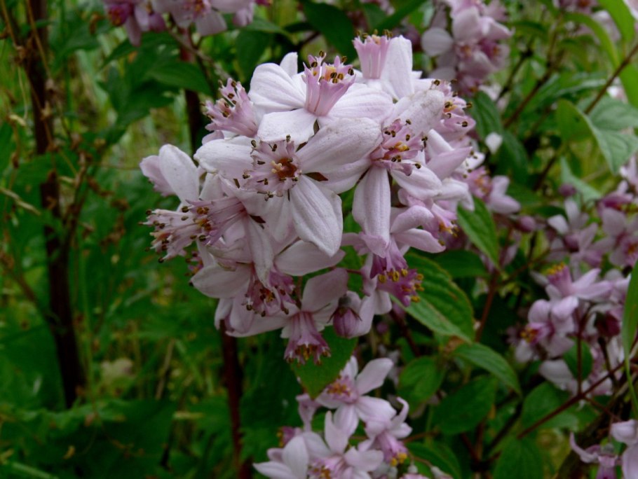 Дейция рэспбери сандаэ