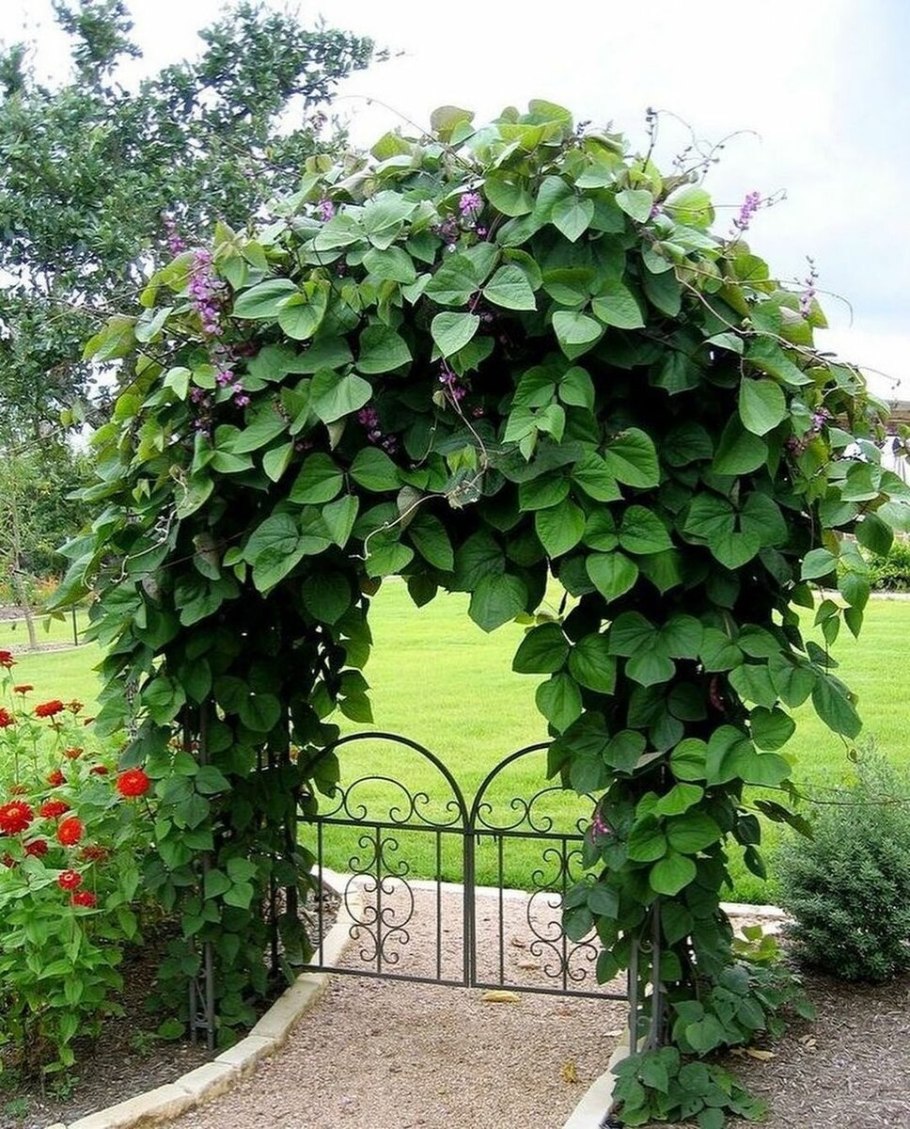 Ипомея пурпурная Лиана