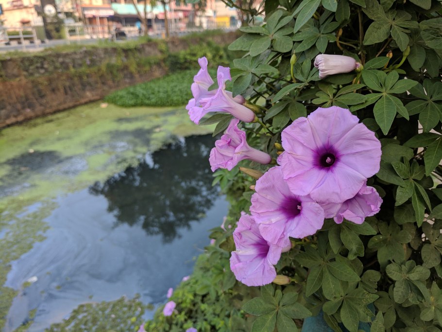 Вьюн ипомея