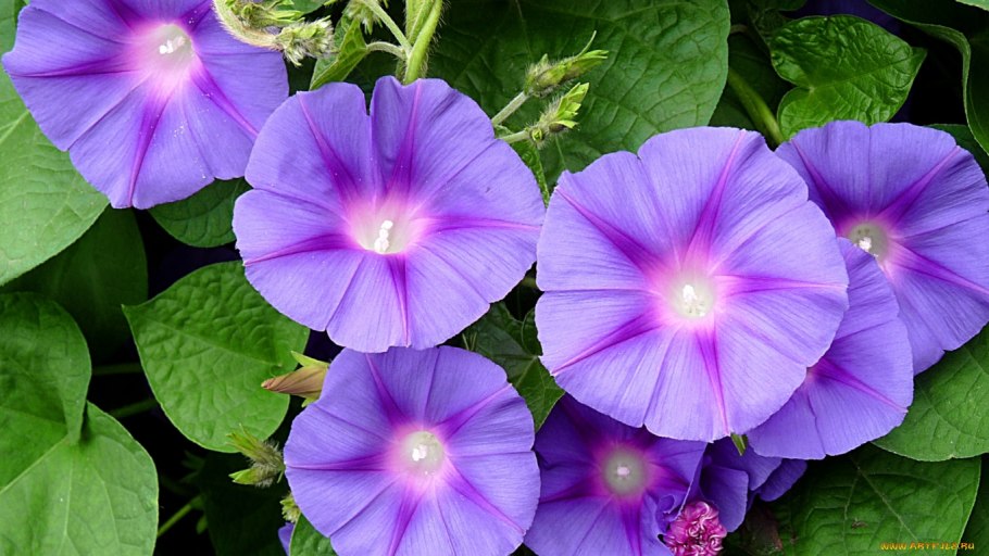 Ипомея Лиана