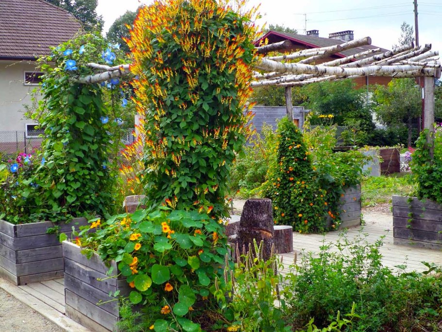 Садовая Лиана ипомея