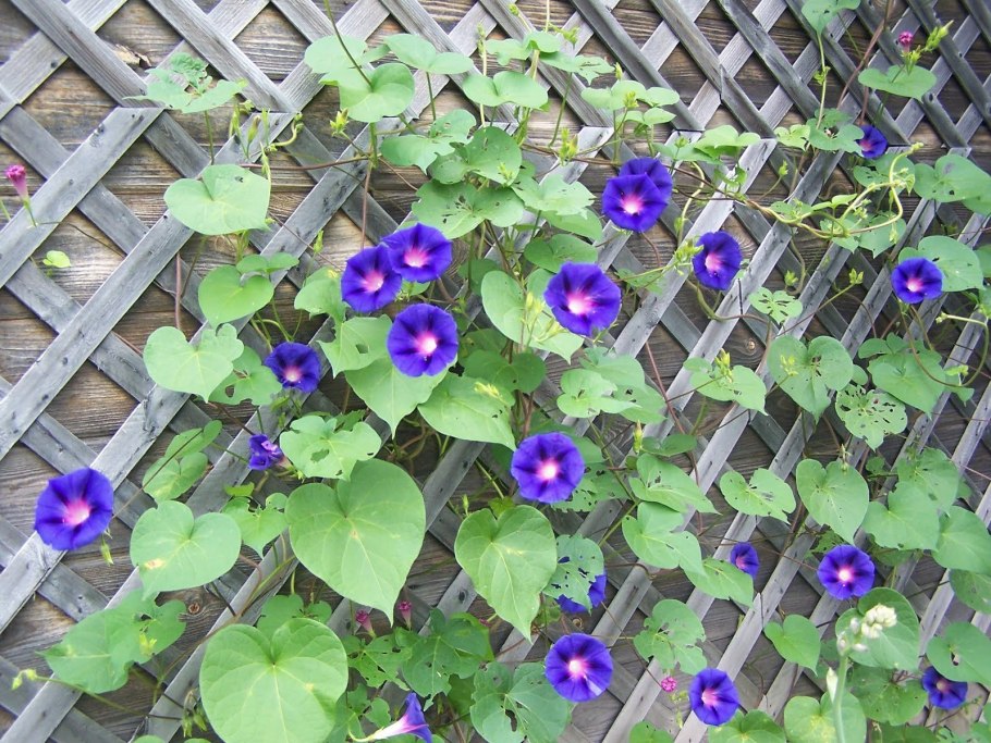 Квамоклит лопастный Лиана