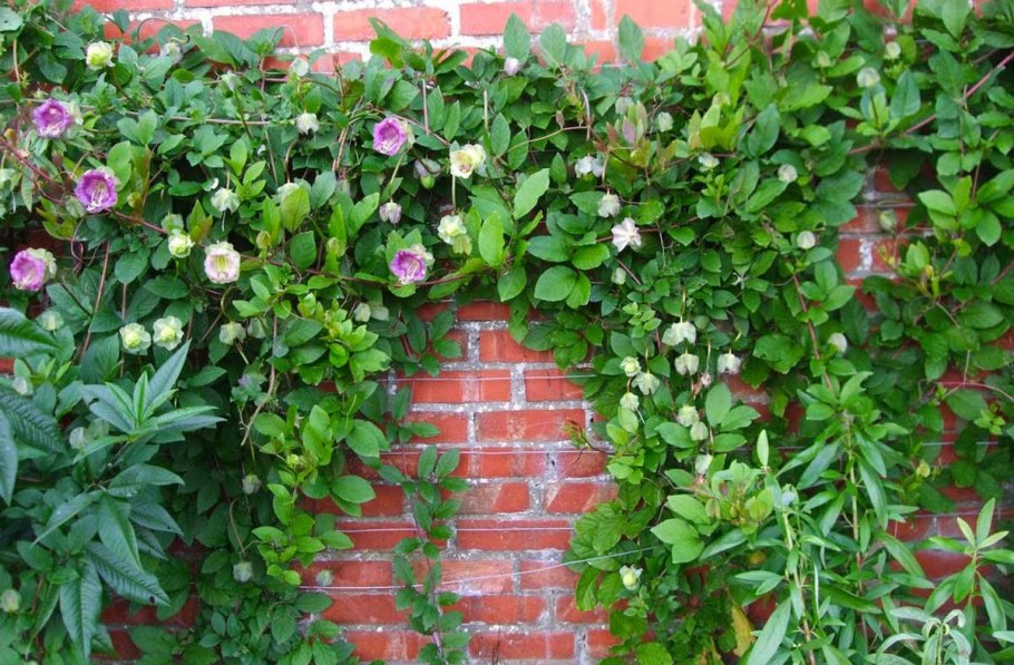 Кампсис Лиана