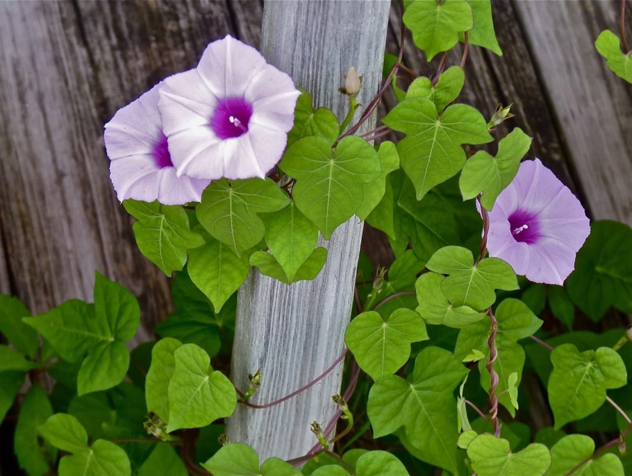 Ипомея Кардинал на заборе