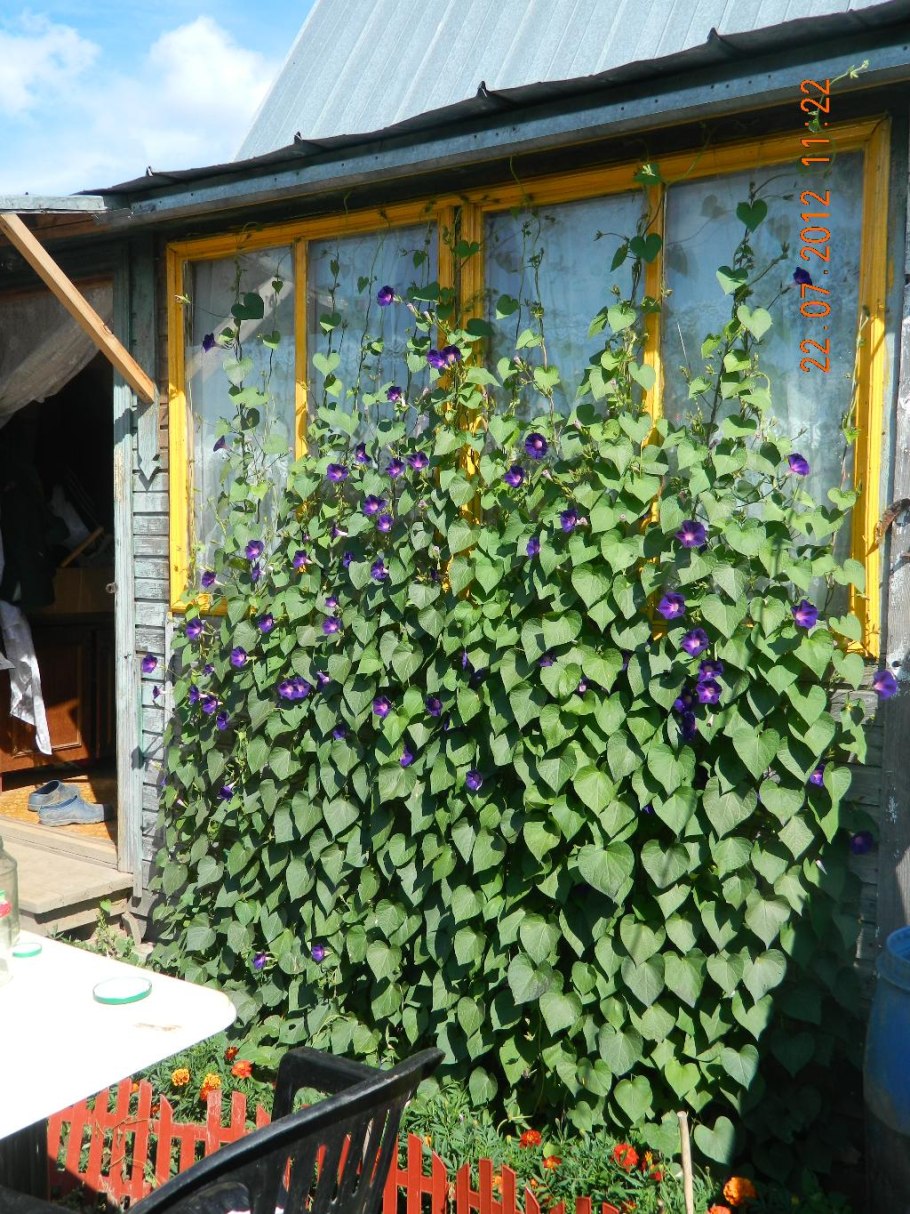 Ипомея пурпурная Лиана