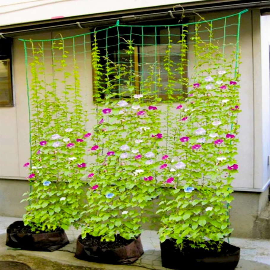 Клематис и ипомея