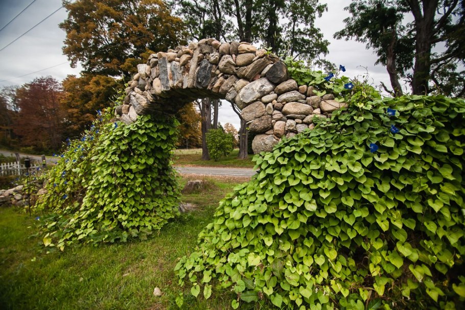 Ипомея цветок Лиана