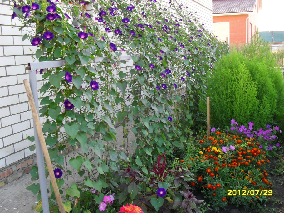 Плющ вечнозеленый (Hedera).