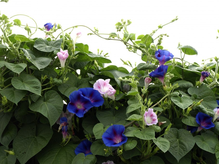 Ипомея пурпурная Лиана