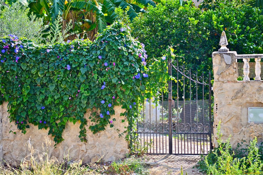 Садовая Лиана клематис