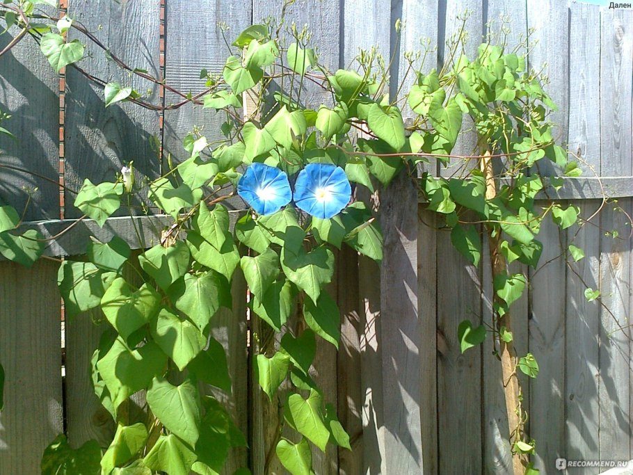 Ипомея Фарбитис