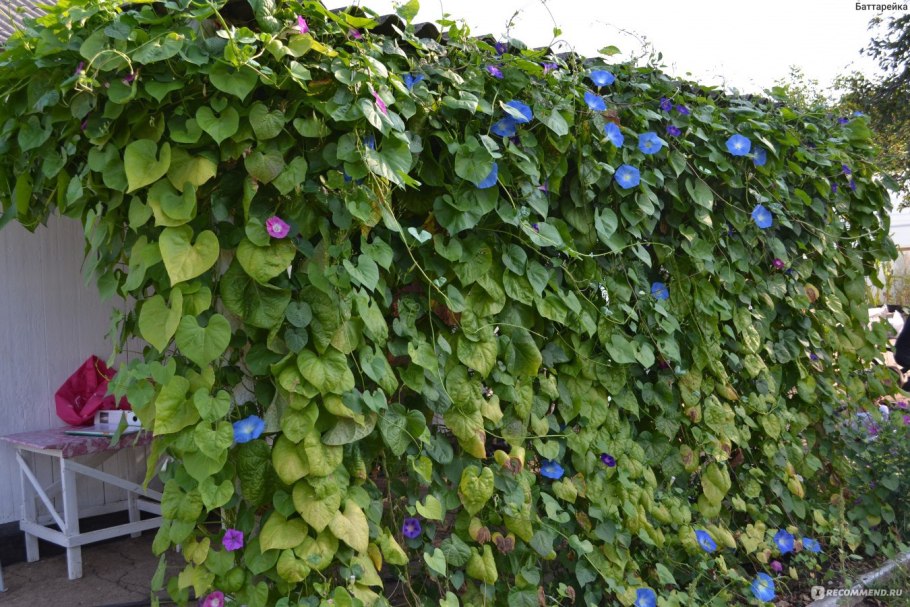 Ипомея звонница