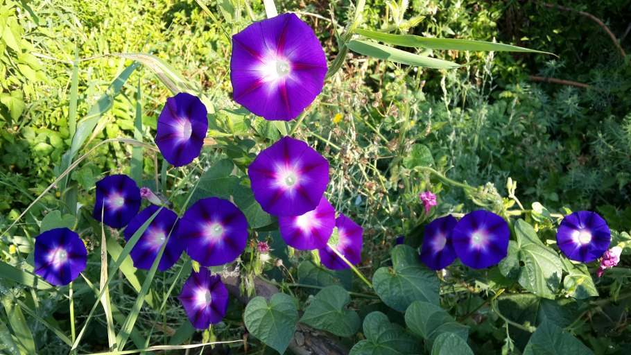 Опора для ипомеи