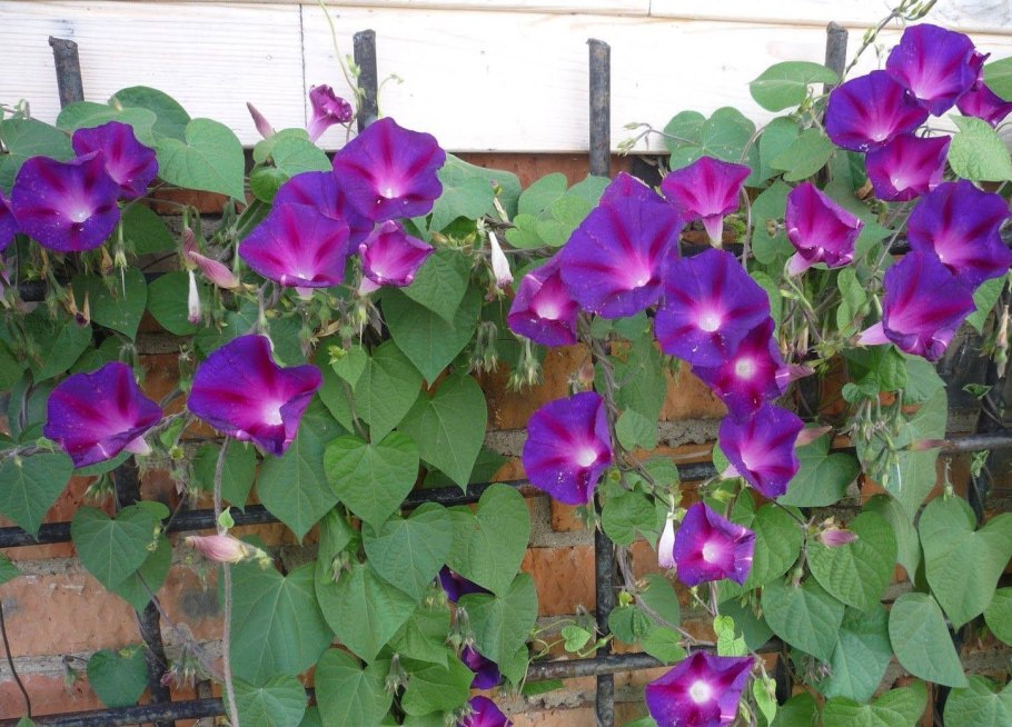 Клематис Вьюнок