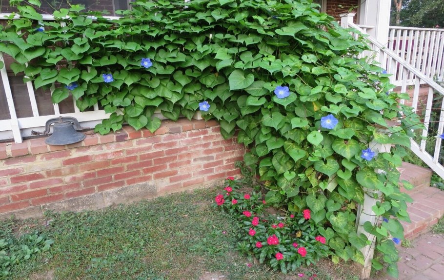 Глициния Блю сапфир