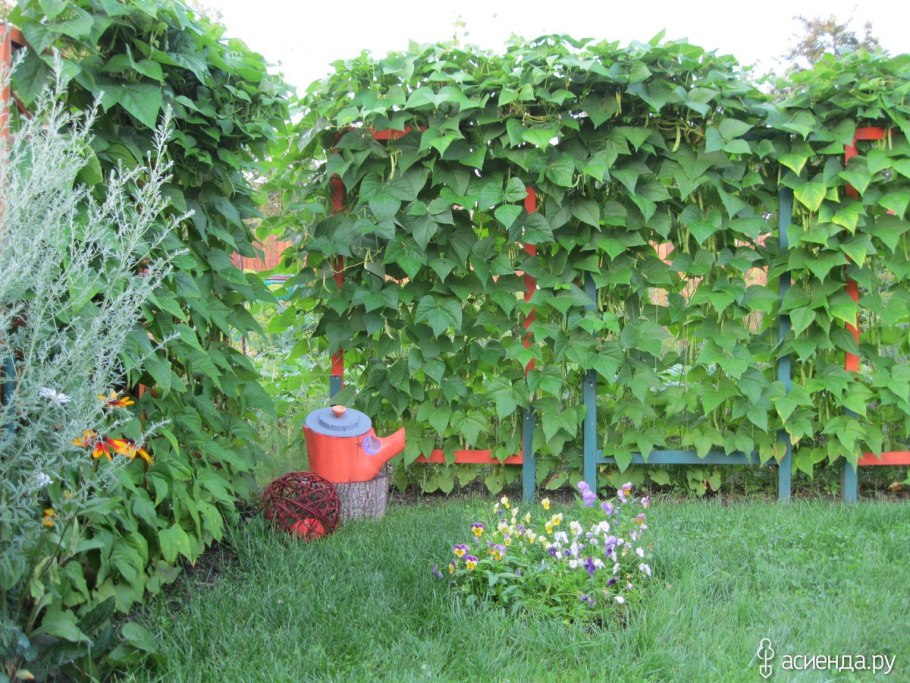 Цветок тунбергия