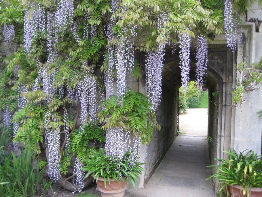 Луносемянник Даурский Лиана