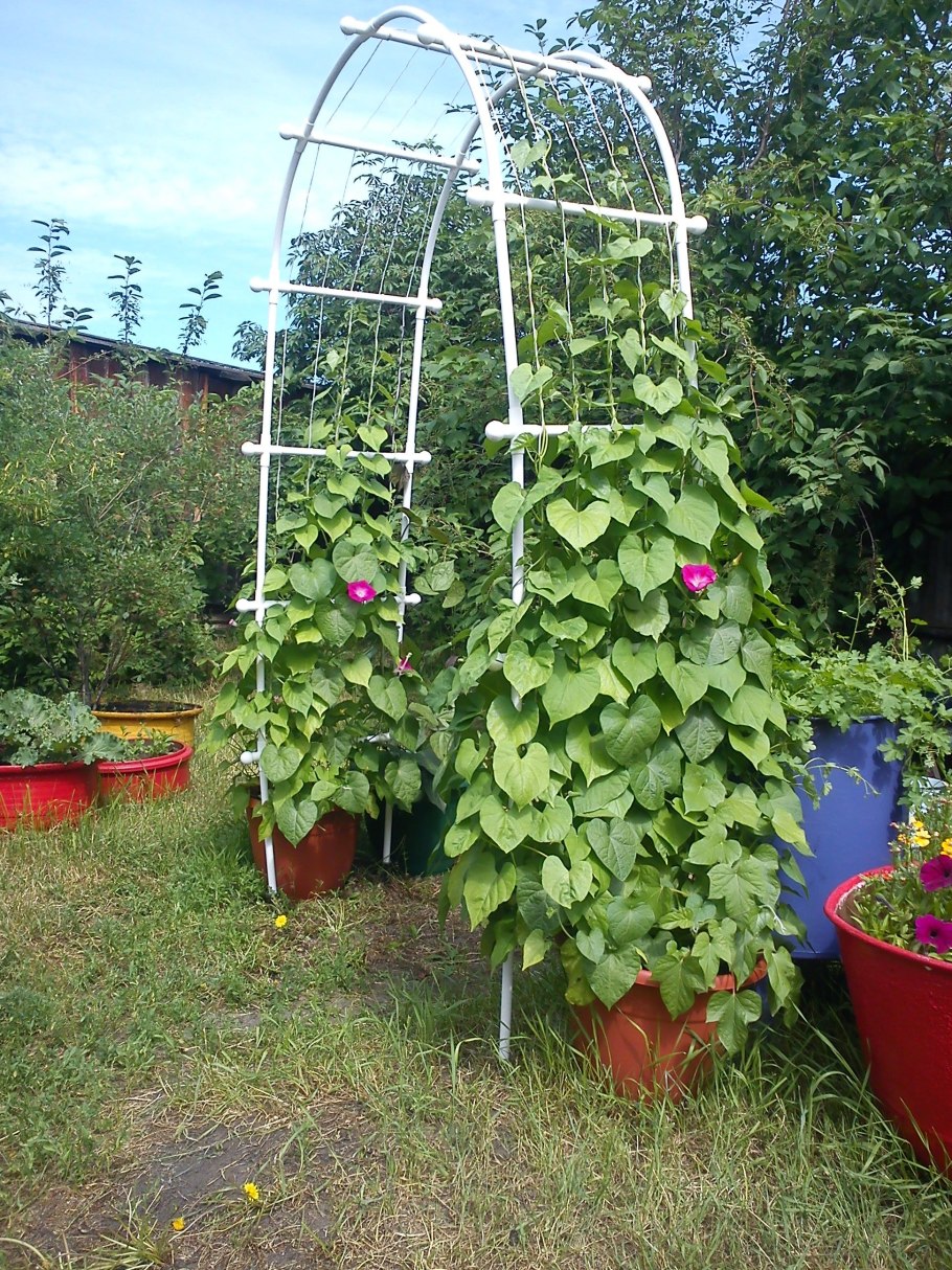 Плющ сердцелистный