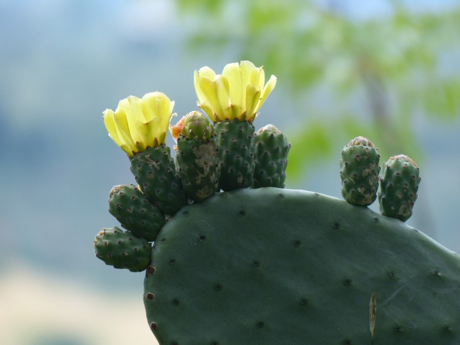 Растения Кактусовые опунция (Opuntia)