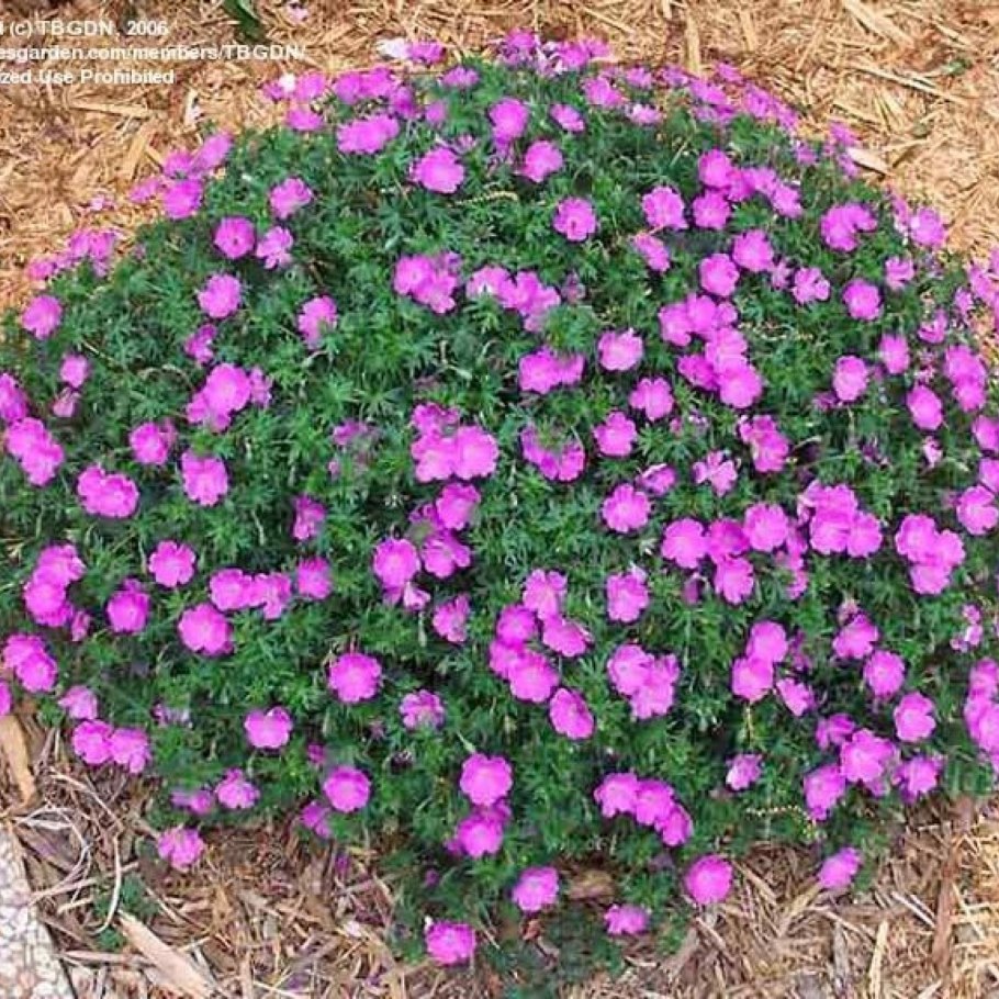 Герань Садовая кроваво-красная