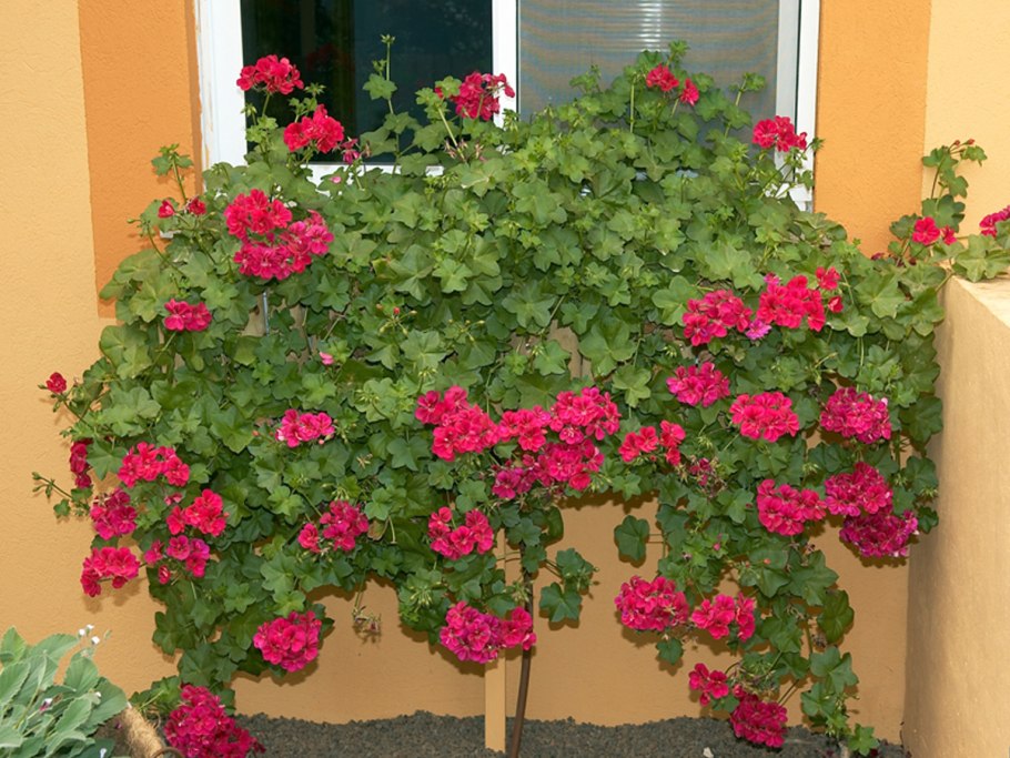 Герань стелющаяся