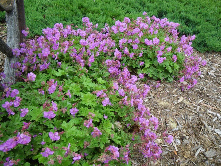 Герань Кембриджская Cambridge