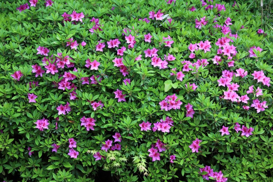 Герань Садовая почвопокровная