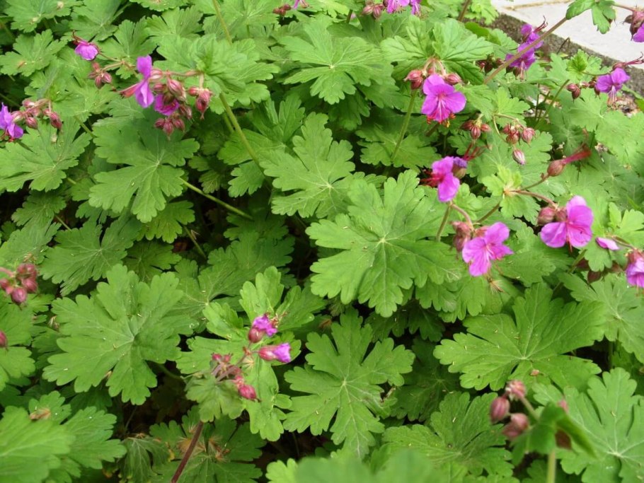Герань крупнокорневищная