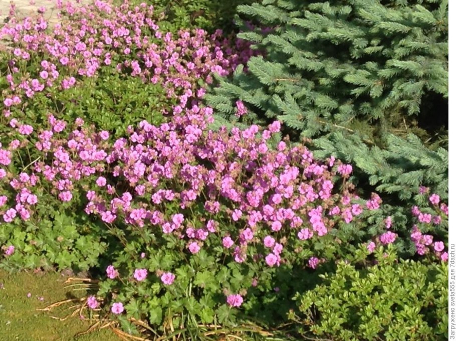 Герань стелющаяся многолетняя
