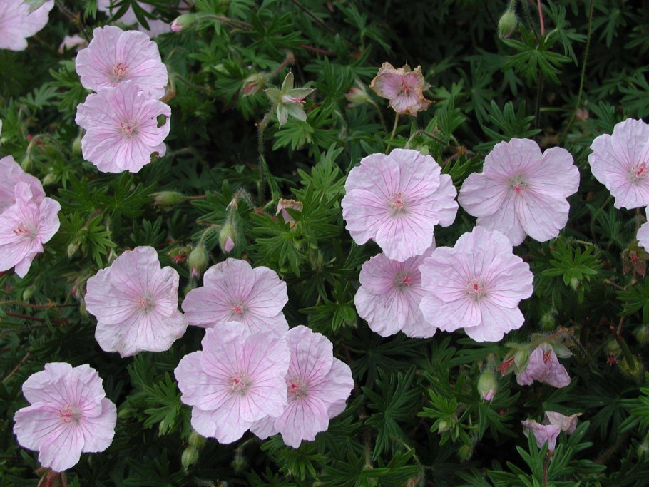 Герань Садовая многолетняя