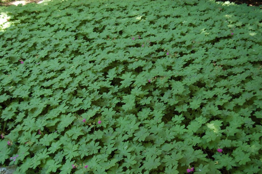 Герань Садовая ковер