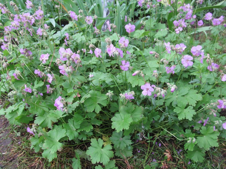 Герань ползучая Садовая