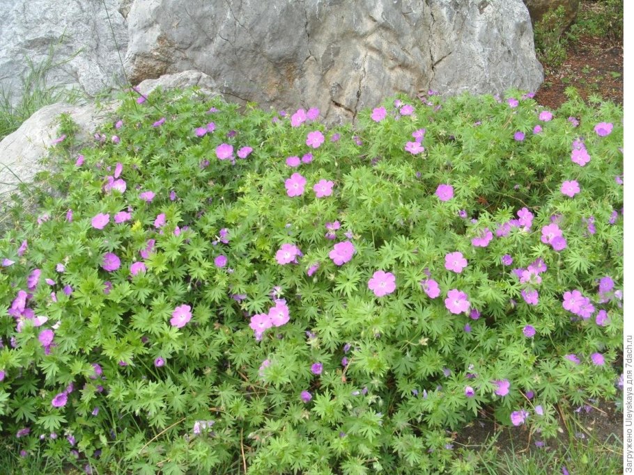 Герань кроваво-красная альбум