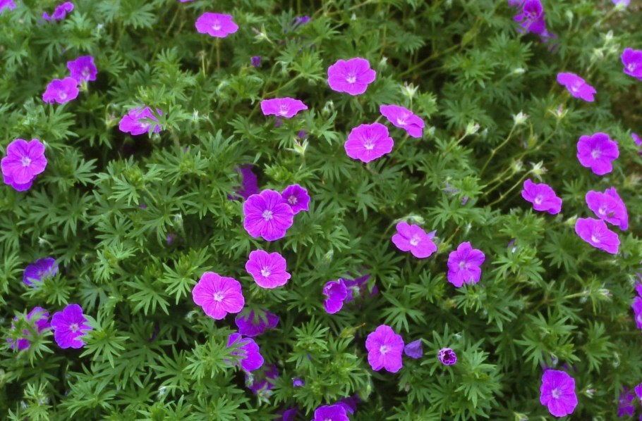 Geranium sanguineum