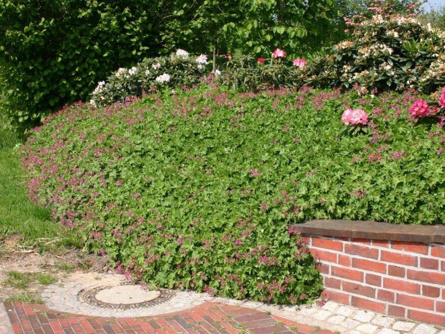 Герань Садовая крупнокорневищная