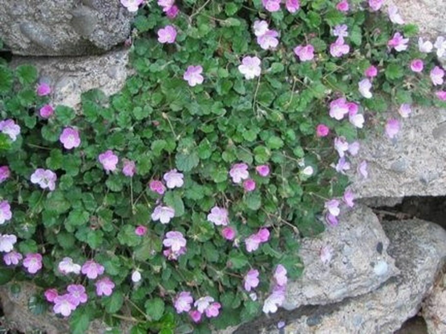 Аистник изменчивый