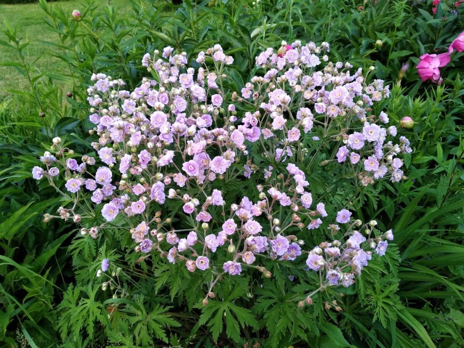 Герань Садовая многолетняя