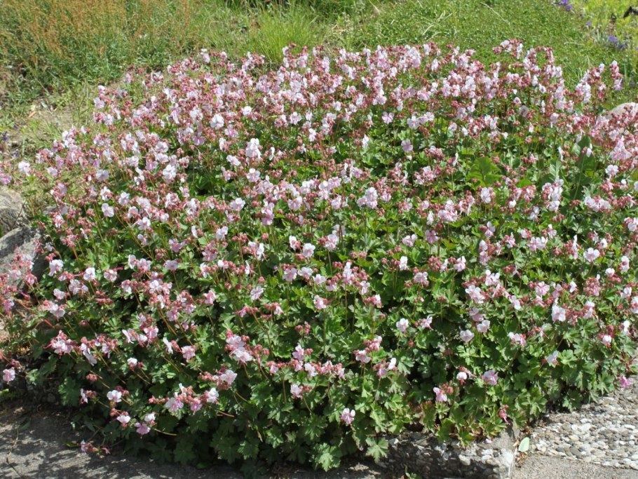 Садовая герань (журавельник