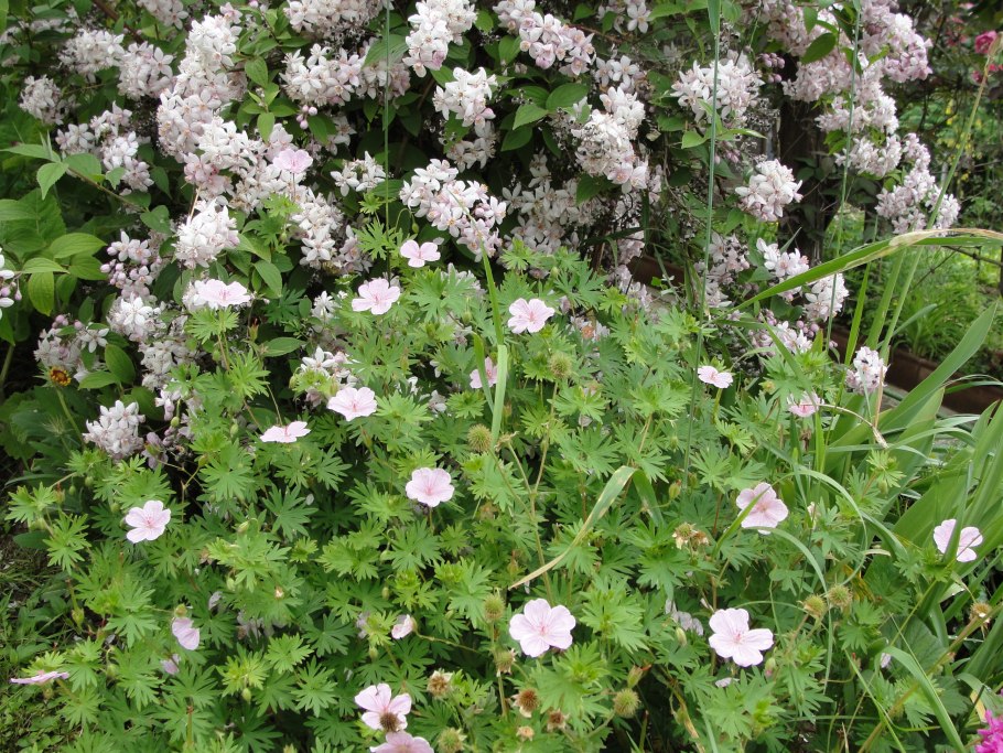 Герань мелкоцветковая почвопокровная