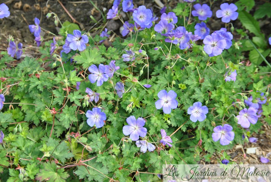 Герань Садовая джонсонс Блю