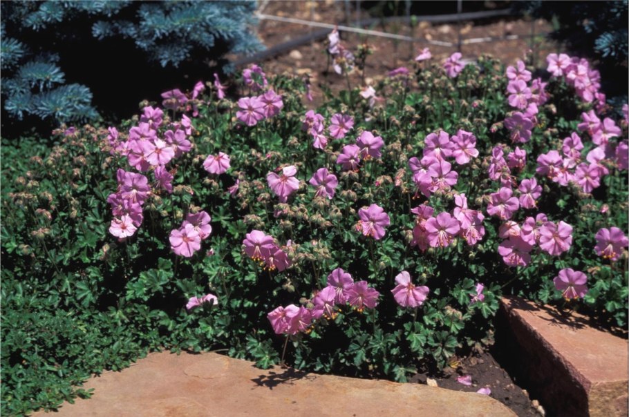 Герань Садовая почвопокровная Эльке