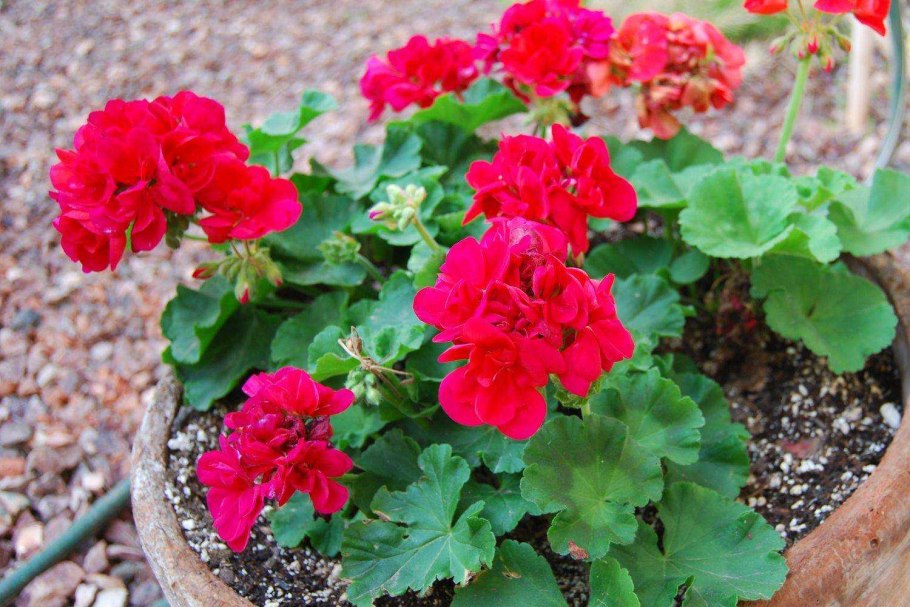 Герань (Geranium) sanguineum Max frei