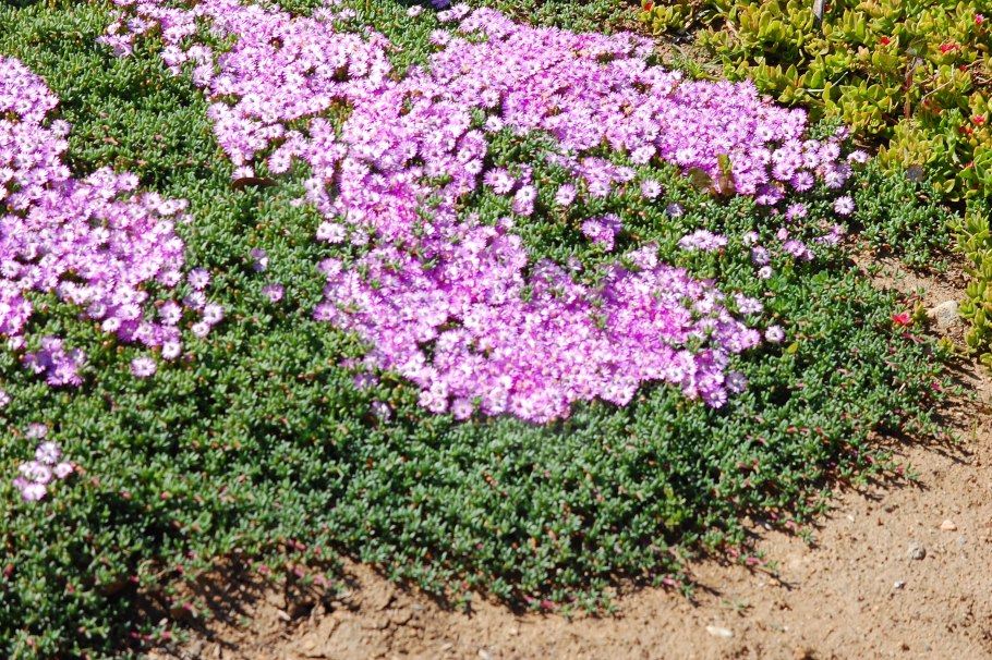 Жасмин почвопокровный