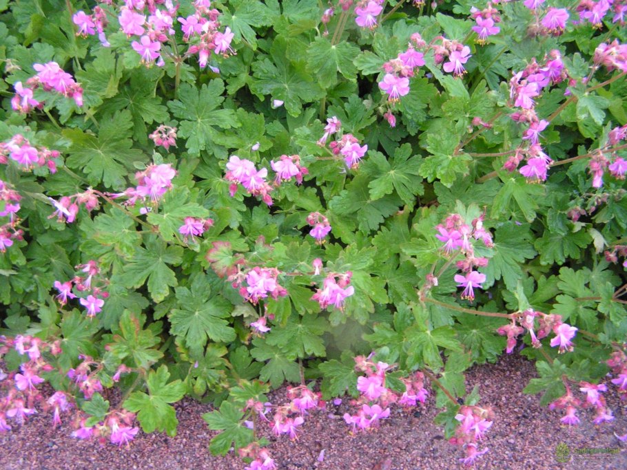 Герань Балканская