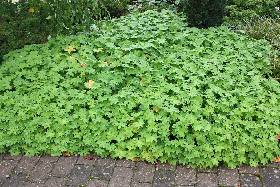 Герань стелющаяся почвопокровная