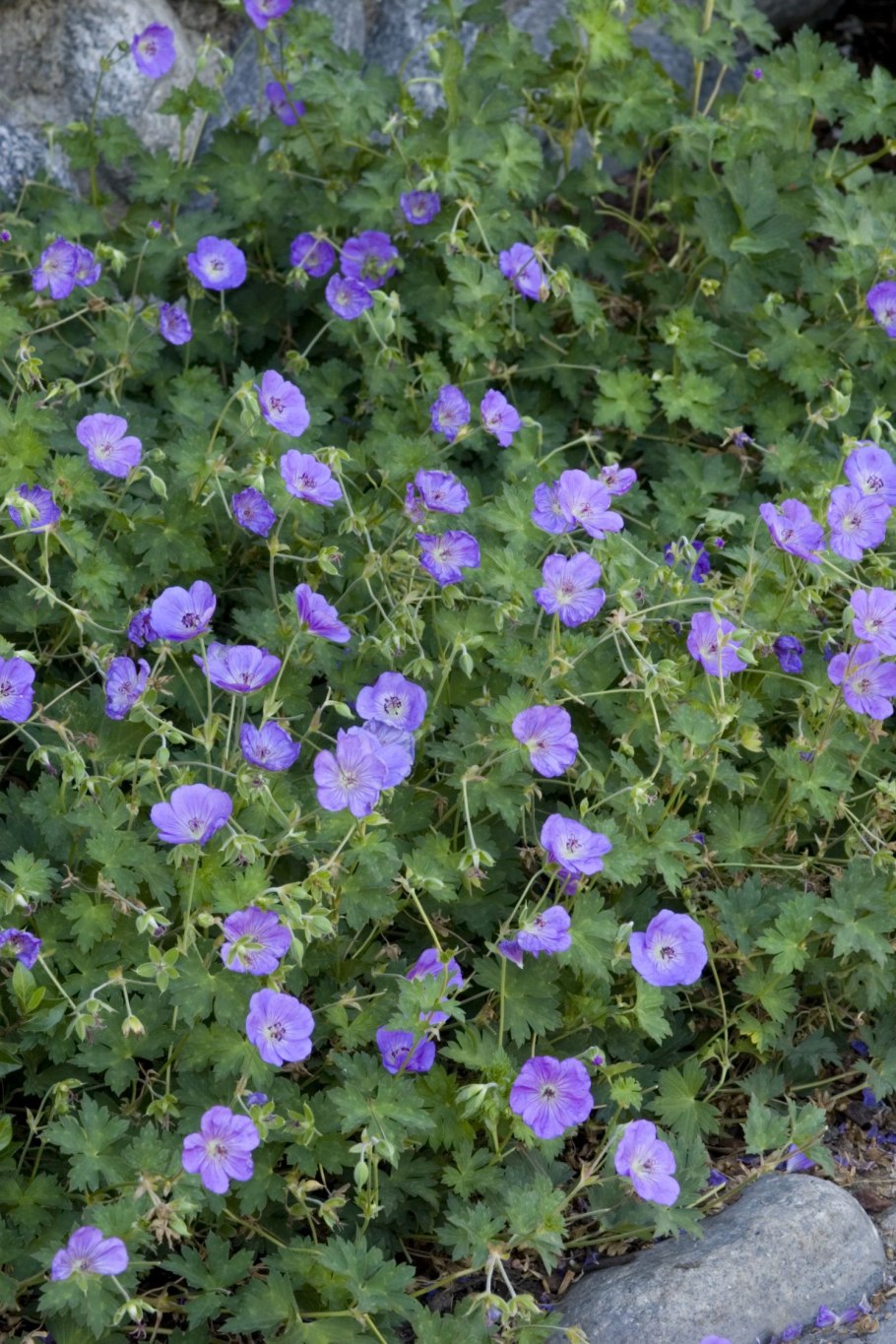 Герань гибридная Джонсон