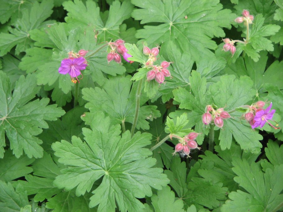 Geranium macrorrhizum &#96;Bevan&#96;s variety&#96;