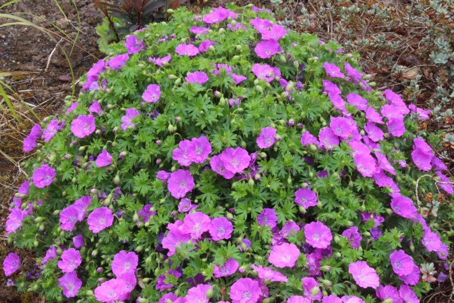 Герань кроваво-красная Vision Violet