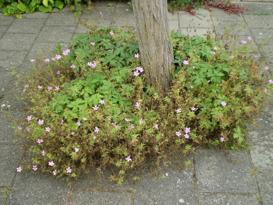 Гераниум Шпессарт